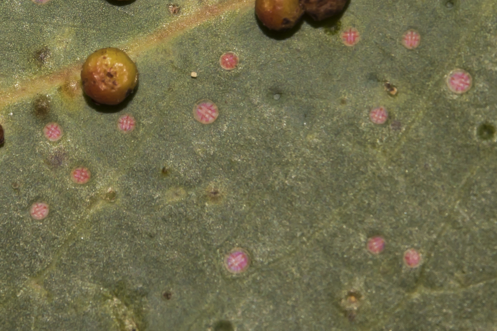 Dumbletoniella rotunda
