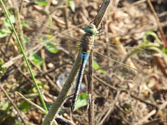 Anax parthenope