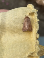 Mythimna albipuncta