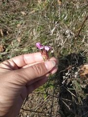 Dianthus capitatus