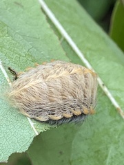 Megalopyge crispata