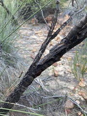 Casuarinaceae