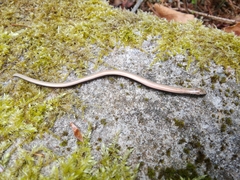 Anguis fragilis