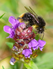 Bombus soroeensis