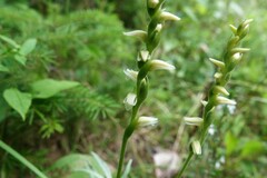 Spiranthes ochroleuca