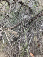 Casuarinaceae