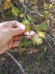 Crataegus dipyrena