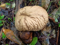 Calvatia