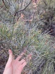 Casuarinaceae