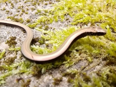 Anguis fragilis