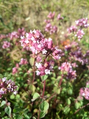 Origanum vulgare