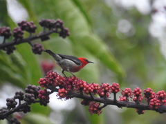 Myzomela sanguinolenta