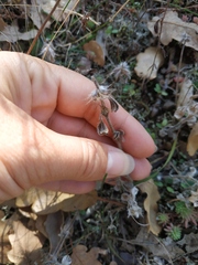 Clinopodium caucasicum