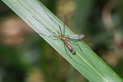 Nephrotoma australasiae