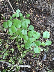 Rubus australis
