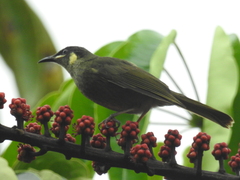 Meliphaga notata