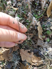 Clinopodium caucasicum
