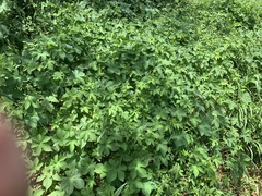 Humulus scandens