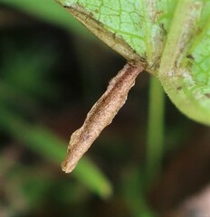 Coleophora amellivora