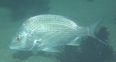 Acanthopagrus australis