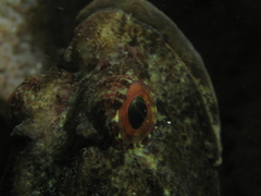 Myoxocephalus scorpius