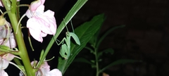 Hierodula patellifera