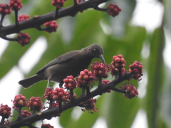 Myzomela obscura