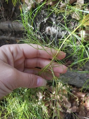 Asparagus verticillatus
