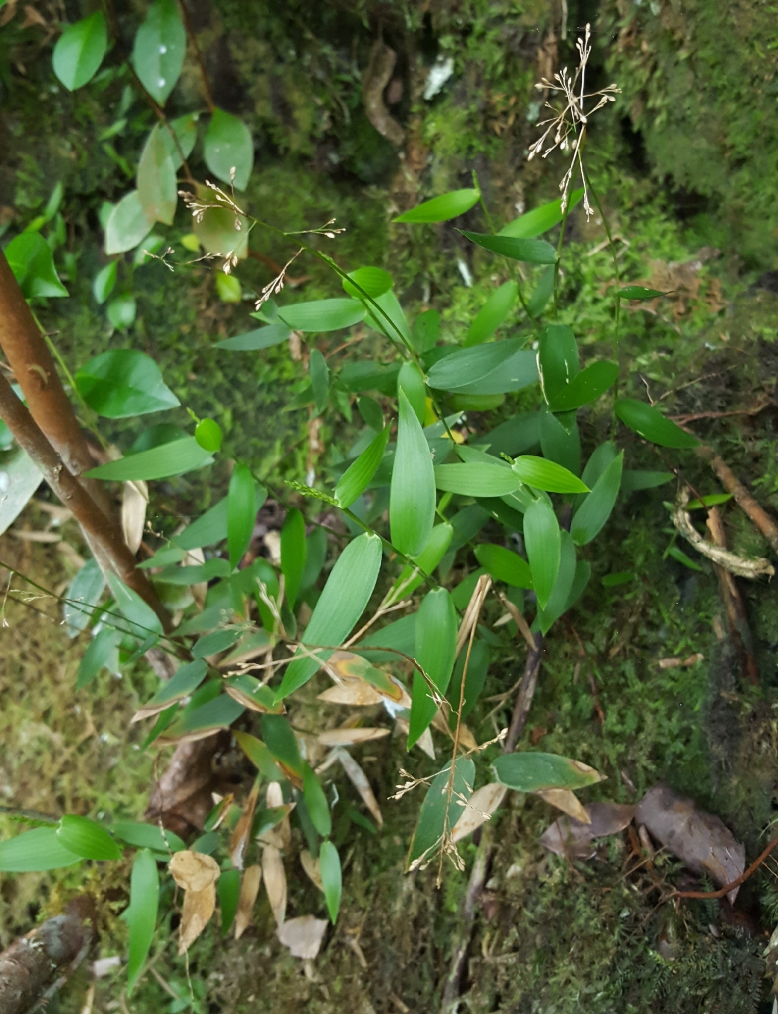 (c) François Rousseu, certains droits réservés (CC BY-NC) https://www.inaturalist.org/observations/132525941