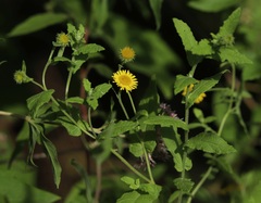 Pulicaria dysenterica