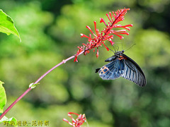 Papilio memnon heronus