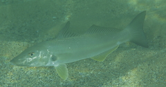 Sillago ciliata