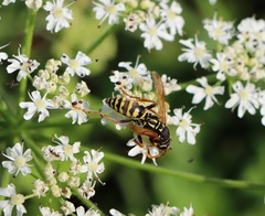 Polistes dominula
