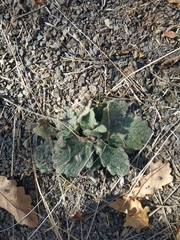 Ajuga orientalis