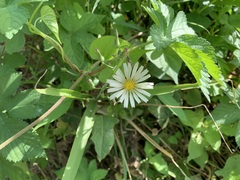 Lactuca indica