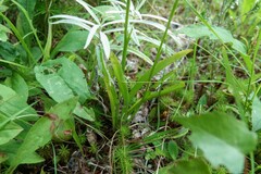Spiranthes ochroleuca