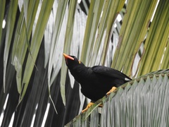 Gracula religiosa