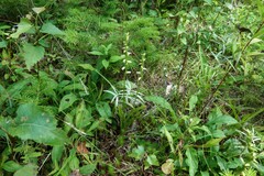 Spiranthes ochroleuca