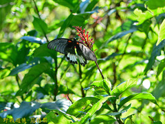 Papilio memnon heronus