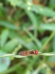 Melanostoma univittatum