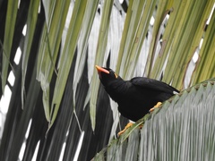 Gracula religiosa
