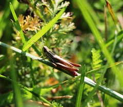 Euchorthippus declivus