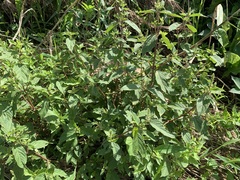 Achyranthes japonica