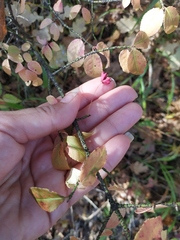 Euonymus verrucosus