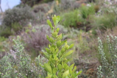 Searsia lucida