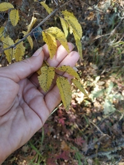 Carpinus orientalis