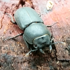 Dorcus parallelipipedus