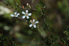 Leptospermum liversidgei
