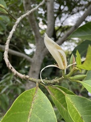 Magnolia