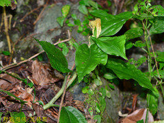 Goodyera rubicunda